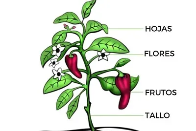 reconocer las partes de una planta