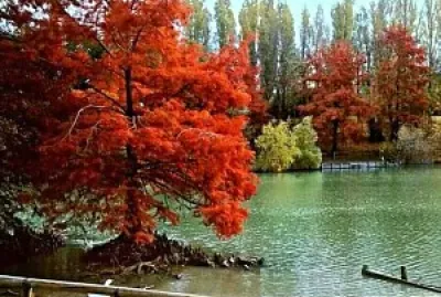 פאזל של rimini