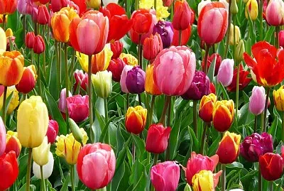 tulipanes