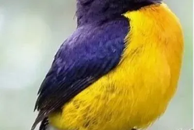 fly28