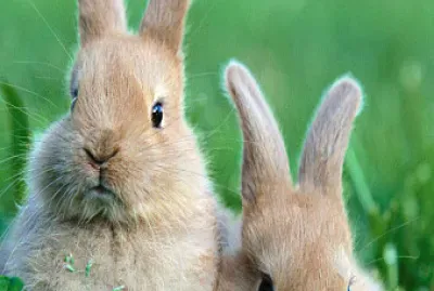 conejitos ðŸ°ðŸ°ðŸ’–