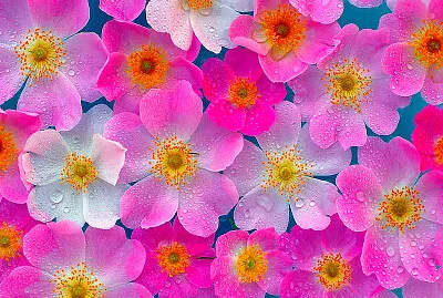 Flowers jigsaw puzzle