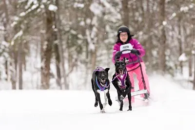 TraÃ®neau Ã  chien jigsaw puzzle