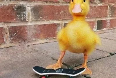 pato
