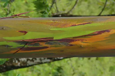 AUSTRALIAN EUCALYPTUS jigsaw puzzle