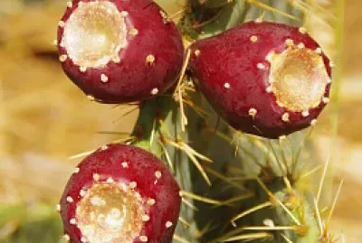 FIGUES jigsaw puzzle