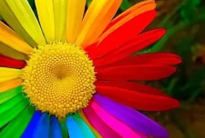Colorful Flower