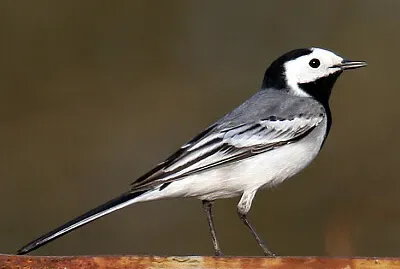 Pajarillo de las nieves