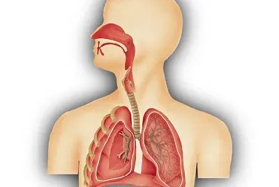 Sistema Respiratorio jigsaw puzzle