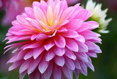 Crizantema - regina toamnei