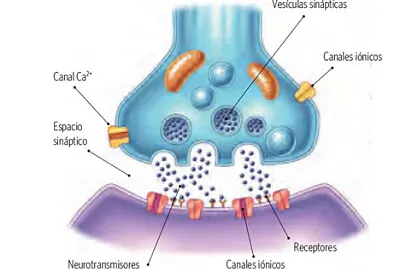 Sinapsis jigsaw puzzle