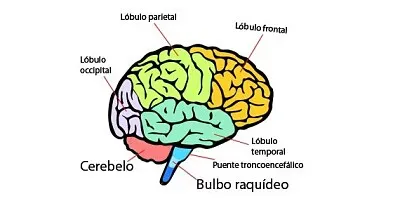Cerebro ðŸ§ 
