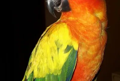 Conure parrot