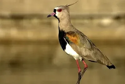 Tero - Ave Nacional del uruguay