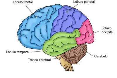 lÃ³bulos cerebrales