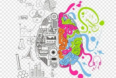 Hemisferios del cerebro