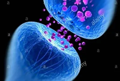 Es la imagen de una neurona y como envÃ­a seÃ±ales a