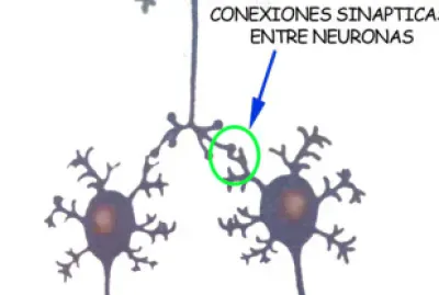 Neuronales