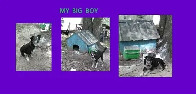 my dog jigsaw puzzle