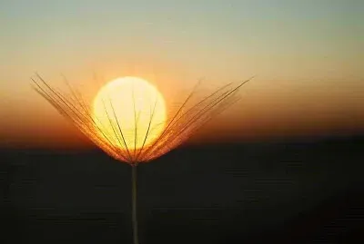 ×–×¨×™×—×” jigsaw puzzle