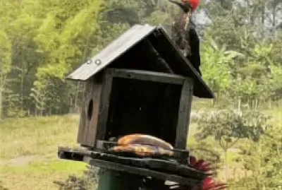 AVISTAMIENTO DE AVES