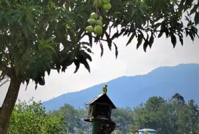 AVISTAMIENTO DE AVES