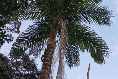 CHONTADURO EN EL PITAL