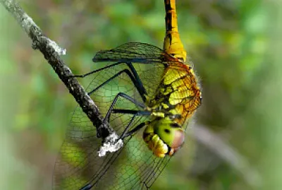 Grande libellule jaune sympetrum vulgatum