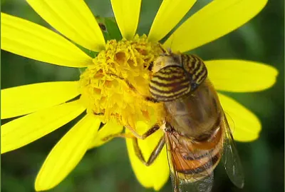 Syrphe aux yeux rayés