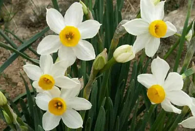 × ×¨×§×™×¡