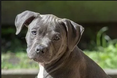chiqui