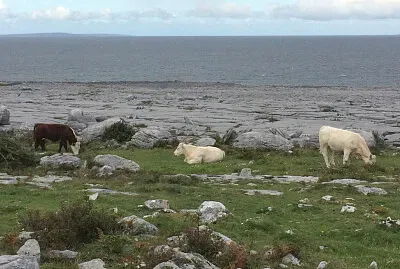 Burren Cows