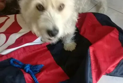 פאזל של Animais de estimacao