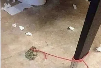 classy toad tied to pole on bathroom floor