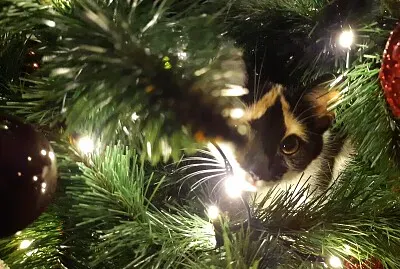 KICHI EN EL ÃRBOL DE NAVIDAD