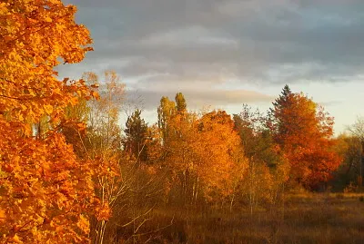 Orange sunrise on orange leaves