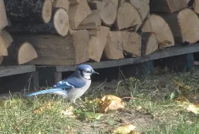 Blue Jay by the woodpile