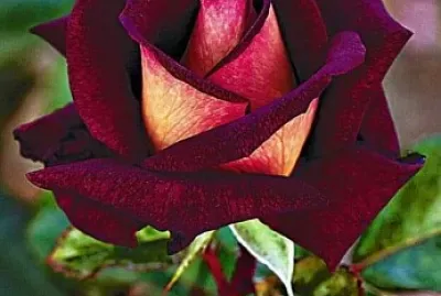 Rose Bordeaux
