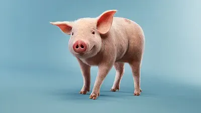 Cerdo