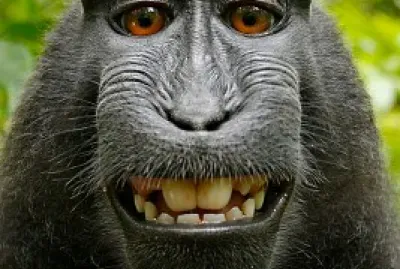 Monkey Funny