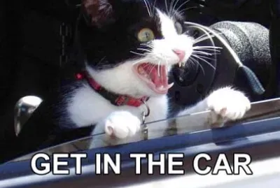 It 's a Lion jigsaw puzzle