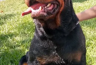 פאזל של Rottweiler