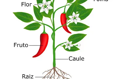 partes de uma planta- METAFITA