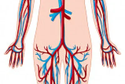 sistema cardiovascular