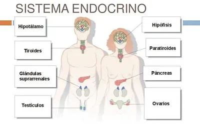 SISTEMA ENDOCRINO