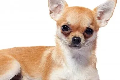 פאזל של chihuahua