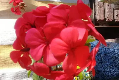 MalvÃ³n porteÃ±o