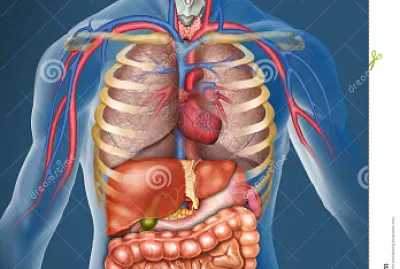 corpo humano jigsaw puzzle