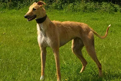 Longdog