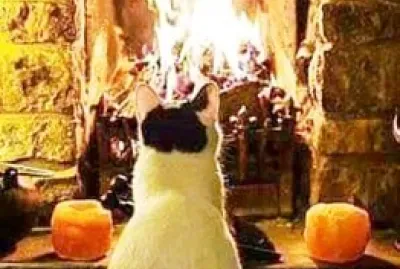 animales jigsaw puzzle